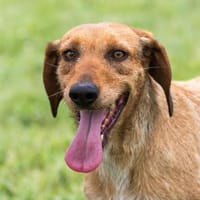 Joy - möchte endlich anfangen zu leben, Hündin zur Adoption