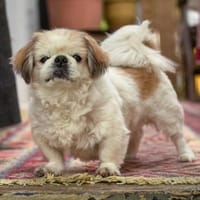 OPI ROCKY - sucht liebevollen Alterssitz, Hund zur Adoption