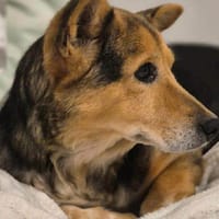 Pita - wünscht sich einen Altersruhesitz, Hündin zur Adoption