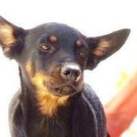 Hundebub MARIO, Hund zur Adoption