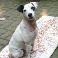 Mozart ist zum Notfall geworden !!!, Hund zur Adoption