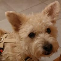 BENJI wünscht sich seine eigene Familie, Hund zur Adoption