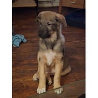 Anton - wartet in 57539 Breitscheidt, Hund zur Adoption