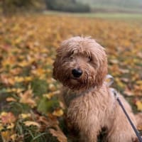 GUSTAV sucht ein ruhiges zuhause, Hund zur Adoption