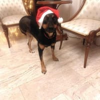 🎄🌟Ein Weihnachtswunder für Elenia?🌟🎄, Hündin zur Adoption