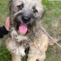 Buba  das genügsame Hundemädchen, Hündin zur Adoption