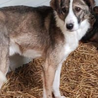 CARLITTO - zuckersüßer Traumhund, Hund zur Adoption