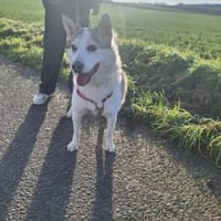 DORI - junge, freundliche Hundin, Hündin zur Adoption