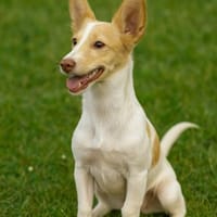 Eve - intelligent, zauberhaft, schmusig, Hündin zur Adoption