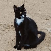 ein Kater wie Keiner- einfach Schwarz, Kater zur Adoption