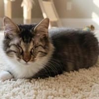 Antony + Sunbeam sehen mit dem Herzen, Kater zur Adoption