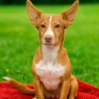 Piccolina - intelligent, aktiv, schmusig, Hündin zur Adoption