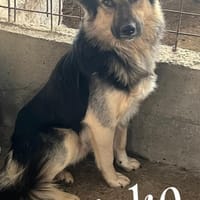 SIRKO ist auf PS in 65... Hünfelden, Hund zur Adoption