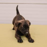 Held Sokka, Hund zur Adoption