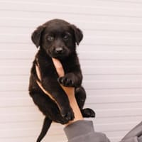 Herz aus Gold- Toph, Hündin zur Adoption