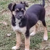 MATHILDA sucht ein Zuhause, Hündin zur Adoption