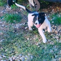 SAMMY bald auf PS in D, Hund zur Adoption