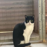 Pino aus dem Tierschutz Kreta, Kater zur Adoption