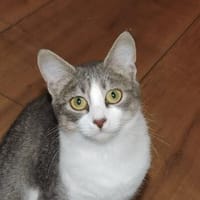 Clementine verschmustes Katzenmädchen, Katze zur Adoption