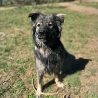 HappyEnd für Fenya, Hündin zur Adoption