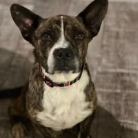 Held Bärti Handicap, Hund zur Adoption