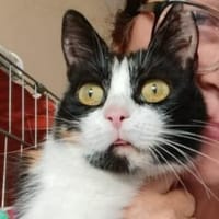 Krasy in Melle wartet auf Dich., Katze zur Adoption