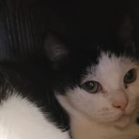 AZIA, chatte à adopter