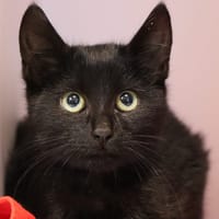 GIPSY, chat à adopter