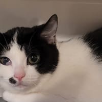 YZIA, chatte à adopter