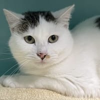 PIANO, chat à adopter