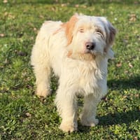 Scout CAA14477, chien à adopter