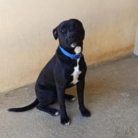 DOUG, chien à adopter