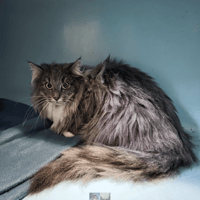 UNICA, chatte à adopter