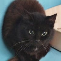 Pruno, chat à adopter