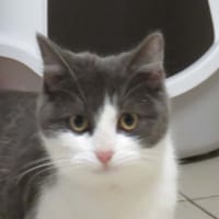 MYRTILLE, chatte à adopter