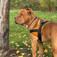 ROCCO OAA19887, chien à adopter