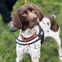 SAUCIFLAIR, chien à adopter