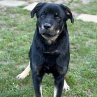 Woody CAA14491, chien à adopter