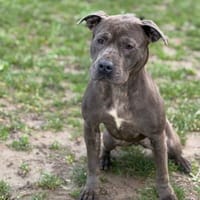 Athena CAA14488, chienne à adopter