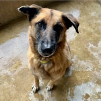 ITAK, chien à adopter