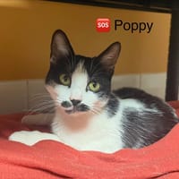 Poppy, chatte à adopter