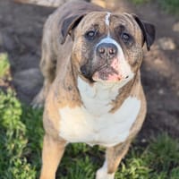 Tyger CAA14481, chien à adopter