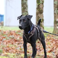 Urco, chien à adopter