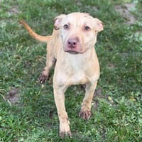 Valky CAA14487, chienne à adopter