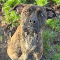 Arwen CAA14483, chienne à adopter