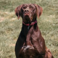 ALI DOG, chien à adopter