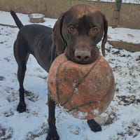 ALI DOG, chien à adopter