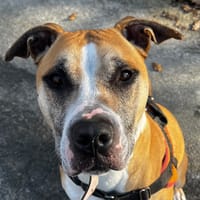 VANDA, chienne à adopter