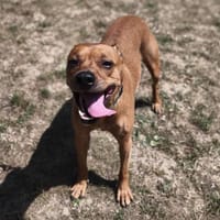 Pluto CAA13798, chien à adopter