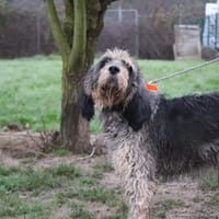 Odin, chien à adopter